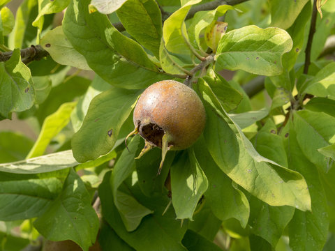 Fruit du néflier commun (Mespilus germanica) ou aubépine d'Allemagne nommés nèfle ou blet