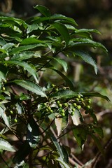Obraz premium Ardisia crenata / unripe fruits
