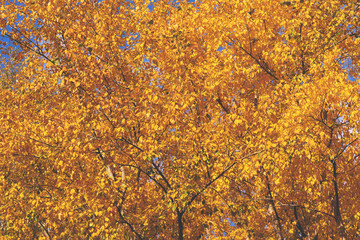 toned picture with a soft contrast, trees with yellow autumn leaves