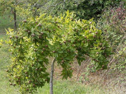 Le n&eacute;flier commun (Mespilus germanica) ou aub&eacute;pine d'Allemagne, un petit arbre aux fruits charnus avec des s&eacute;pales au sommet