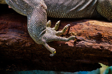 A reptile at the zoo