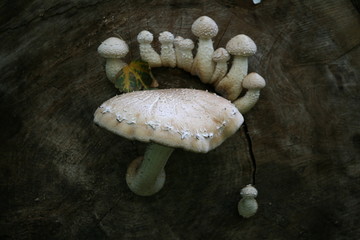 weisser Pilz auf totem Pappelstamm 4