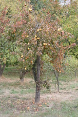 Fototapeta na wymiar Birnenbaum mit überreifen gelben Birnen