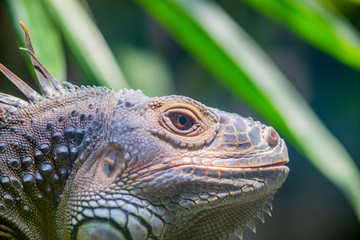 A reptile at the zoo