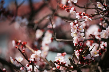 Pink almond cherry blossom or sakura