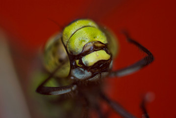 head of dragonfly close up