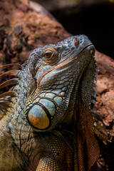 A reptile at the zoo