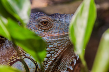 A reptile at the zoo