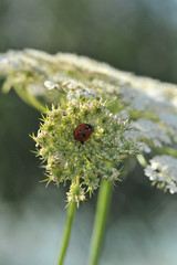 ladybug on a flower close up
