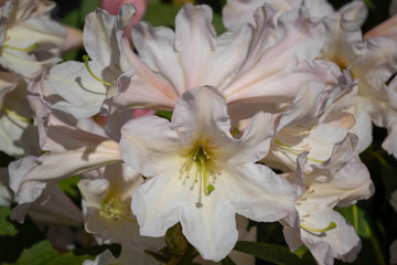 Rhododendron Hybrid Dufthecke, Rhododendron hybrid