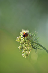 ladybug on a flower close up