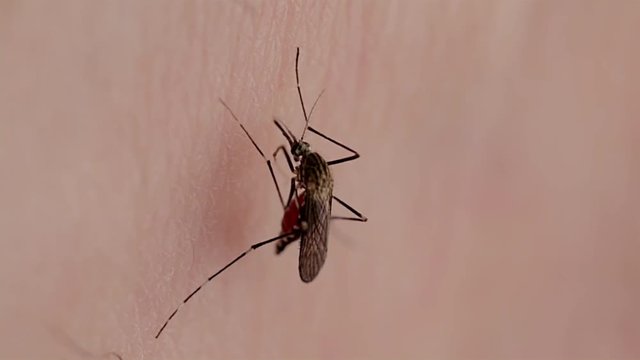 Mosquito sucking blood and transmitting diseases close up. Close up of skin with mosquito collecting blood. Parasitic disease spreading insect macro view. 