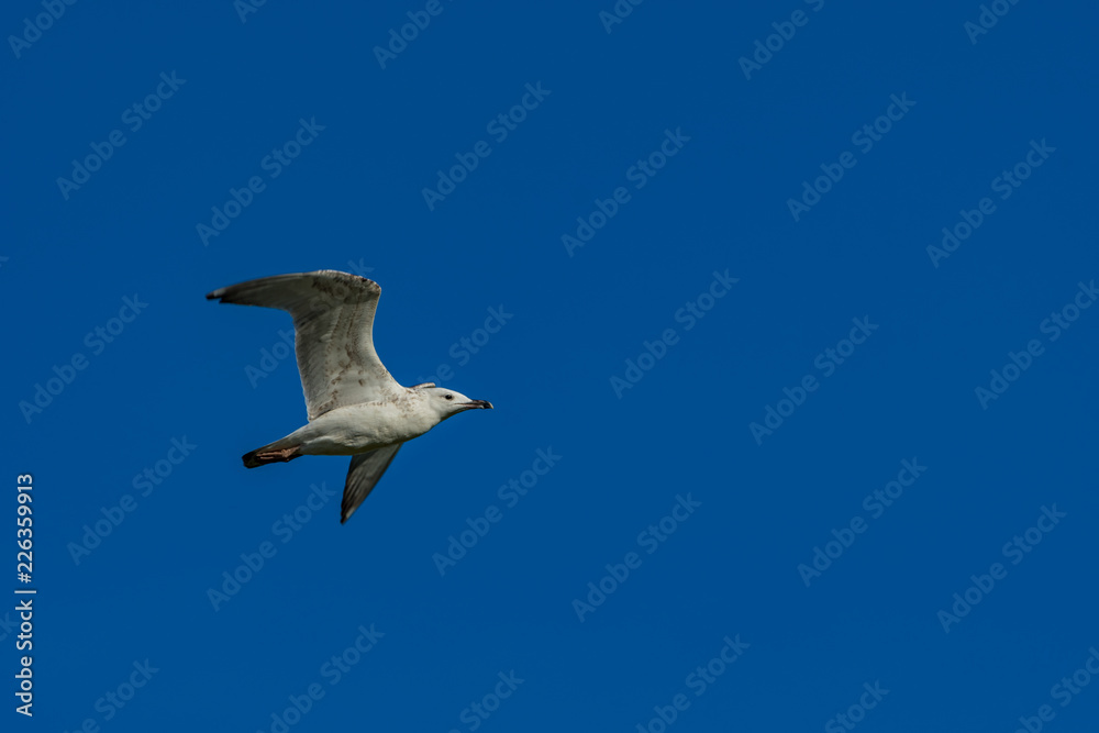 Wall mural seagull flying in the sky