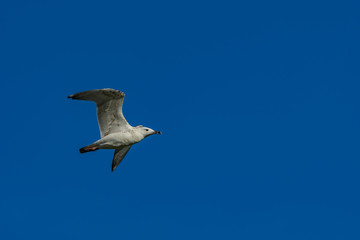seagull flying in the sky