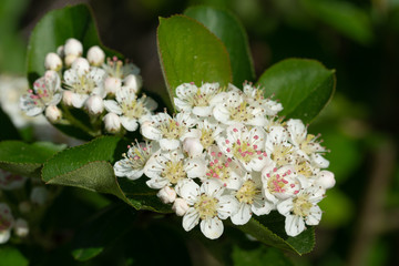 Black chokeberry, Aronia melanocarpa