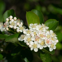 Black chokeberry, Aronia melanocarpa
