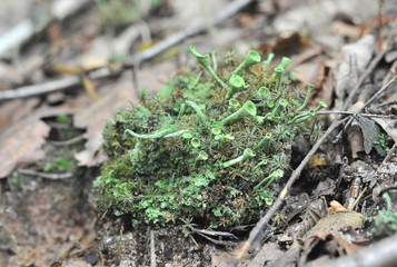 beautiful moss close up