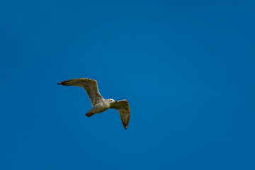 seagull flying in the sky
