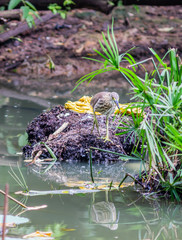 A bird at the Zoo in Ho Chi Minh City