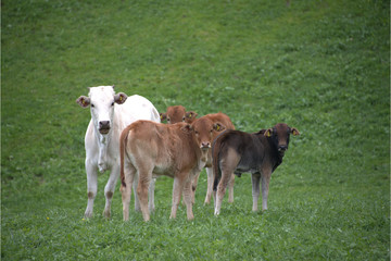 Zebu Rinder