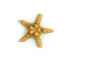 Fototapeta na wymiar isolated starfish on a white background