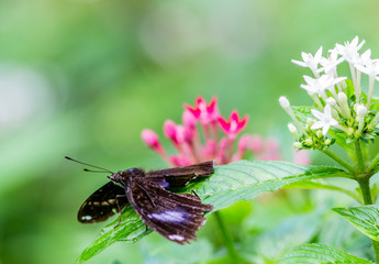 A butterfly in the Zoo of Ho Chi Minh City
