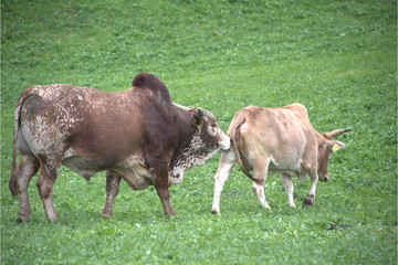 Fototapeta premium Zebu Stier mit Kuh