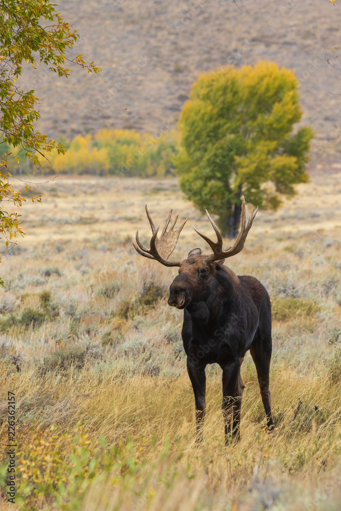 Wall mural Bull Shiras Moose in the Fall Rut