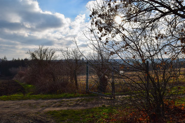 Old rustic gate with tree