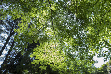 Fototapeta premium 夏の紅葉