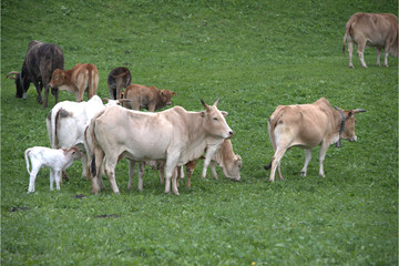 Zebu Kuh mit Kalb