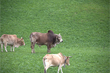 Zebu Bulle mit Kühen