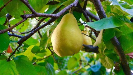 Quince tree in autumn