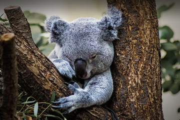 Koala Bär, Schönbrunn, Tierpark Schönbrunn, Wildtiere,