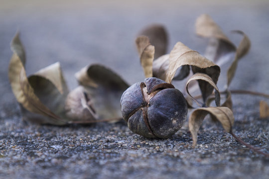 Hickory Nuts And Leaves In Autumn