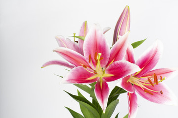 Beautiful pink lily bouquet on a white background.