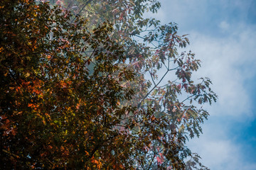 Natur Wald Herbst Licht Sonne
