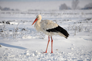 Lonely stork in the snow © orestligetka