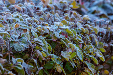 Frosty Morning Frozen Leaves