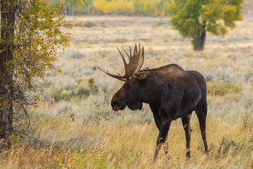 Bull Shiras Moose in the Fall Rut