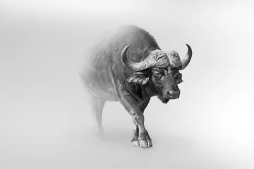 Papier Peint photo Autocollant Buffle Buffalo isolé sur fond blanc l& 39 un des 5 grands animaux d& 39 Afrique