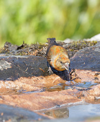 Red male Crossbill bird drinking water (latin: crucem portans ramum)