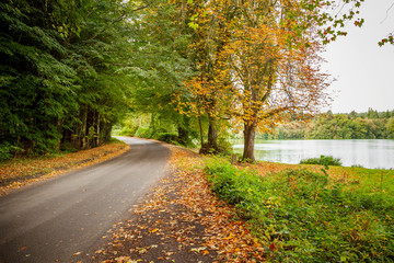 A road on an autumnal day, with fallen leaves  in Shearwater, Wlitshire