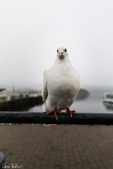 A dove by the lakeside