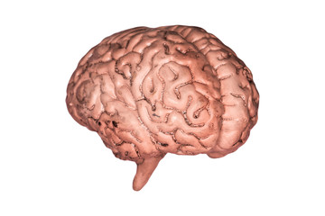 A human brain. Part of anatomy human body model with organ system.