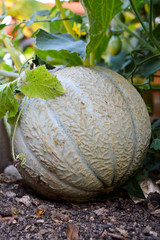 A melon in a kitchen garden