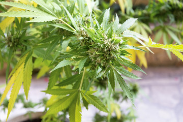 Planta originaria del Himalaya usada como planta medicinal y psicotrópico.