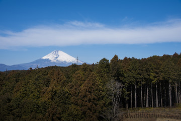 Mt.Fuji and forest with blue sky at Mishima skywalk, Japan