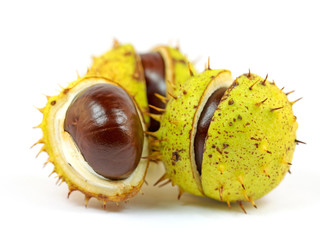 Rosskastanien, Aesculus, isoliert vor weißem Hintergrund © M. Schuppich