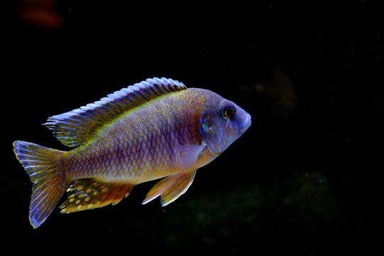 African malawi cichlid colorful fish